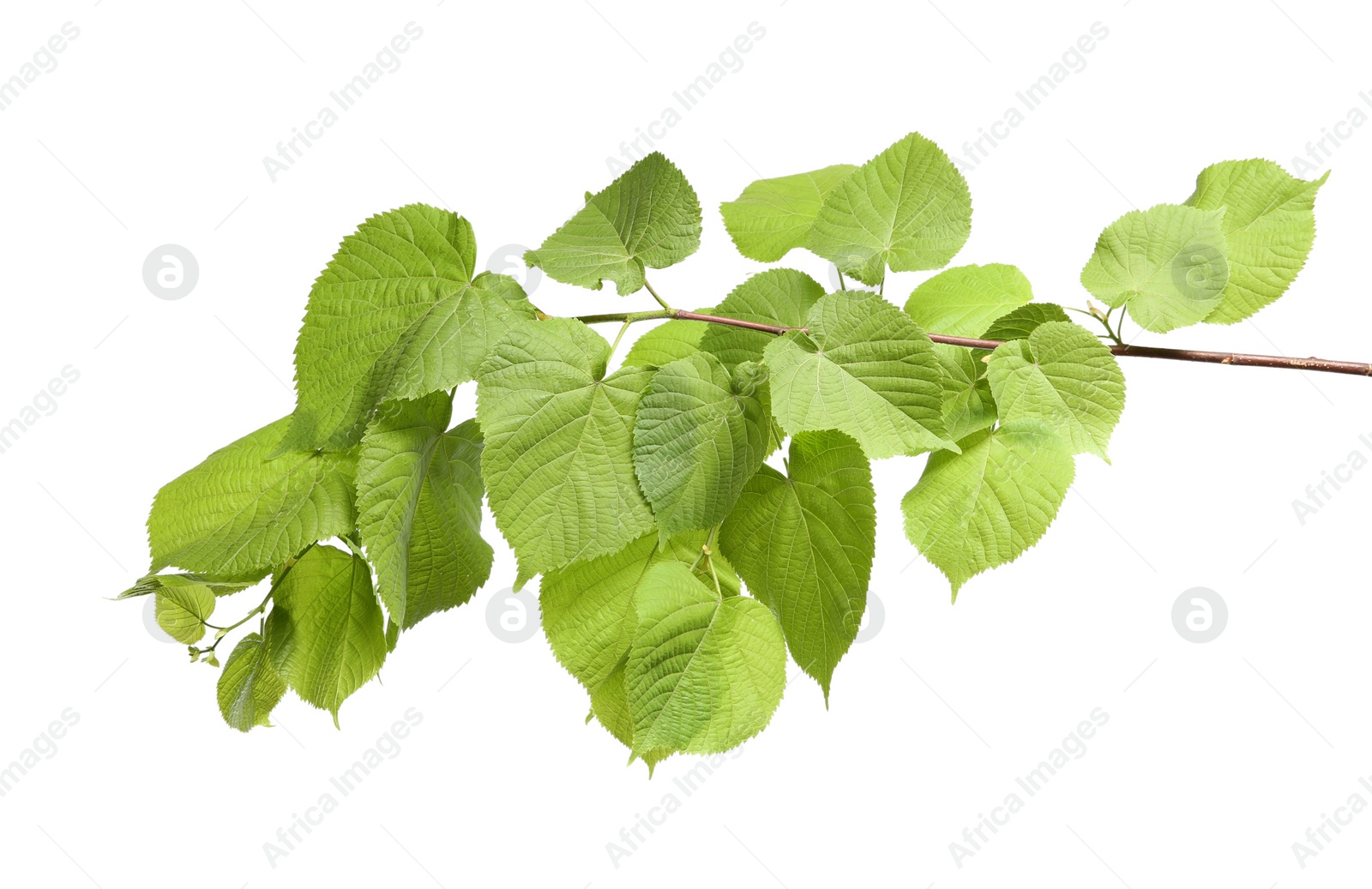 Photo of Branch of linden tree with young fresh green leaves isolated on white. Spring season