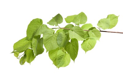 Photo of Branch of linden tree with young fresh green leaves isolated on white. Spring season