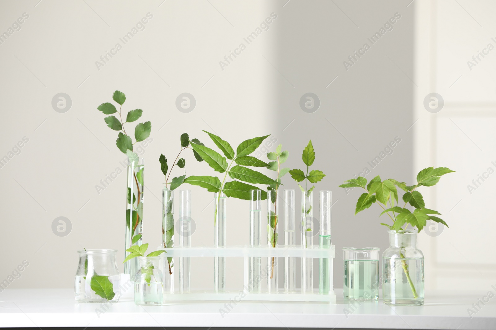 Photo of Laboratory glassware with plants on white table