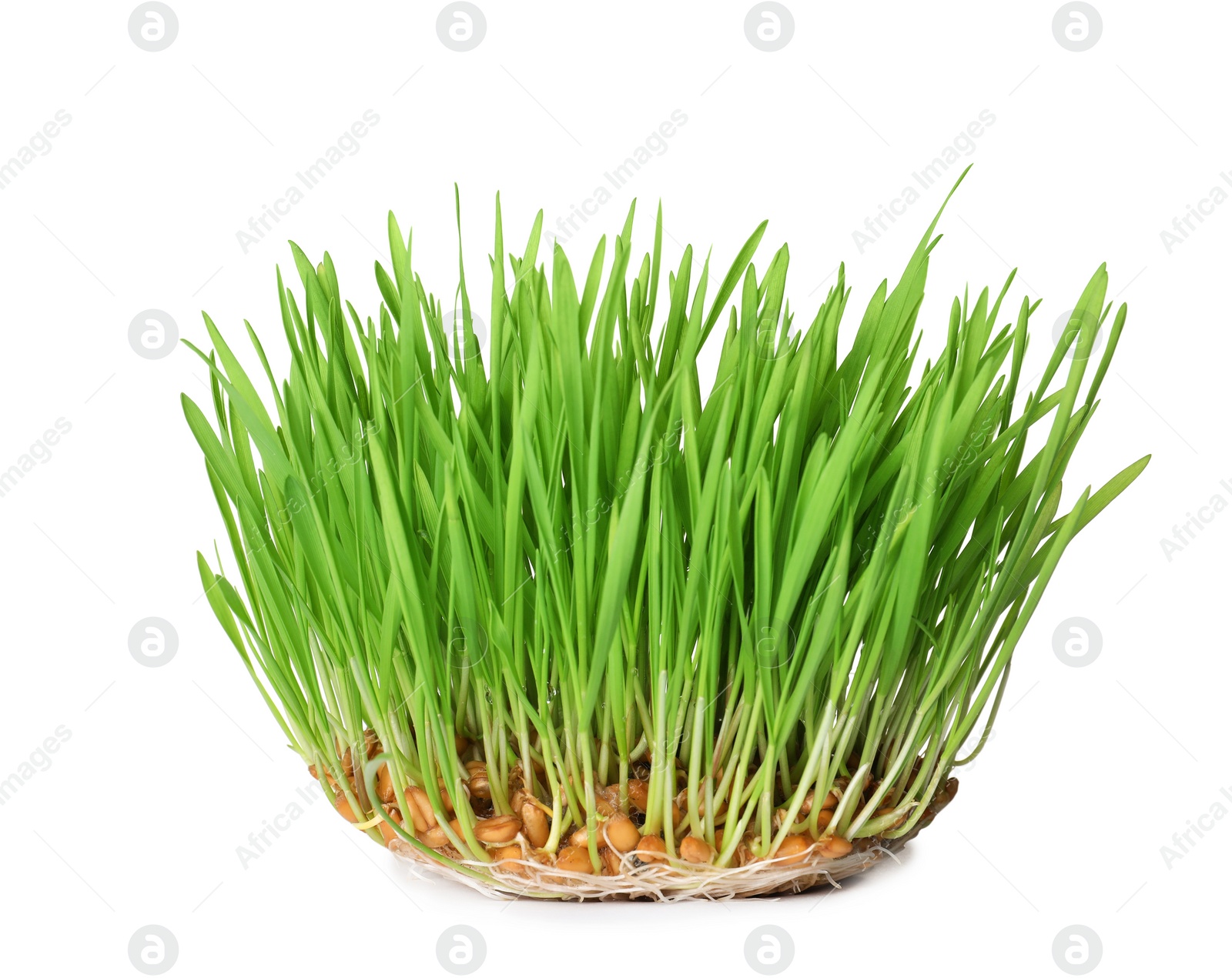 Photo of Fresh sprouted wheat grass isolated on white