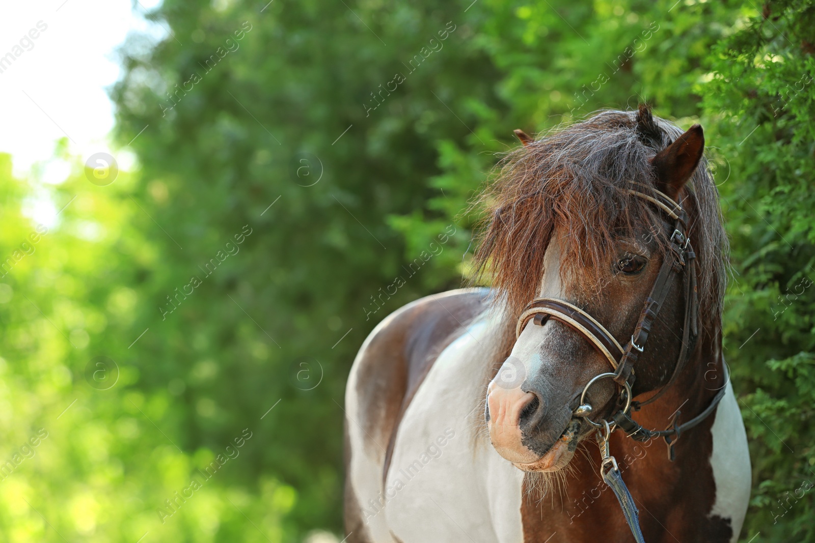 Photo of Cute pony with bridle in green park on sunny day