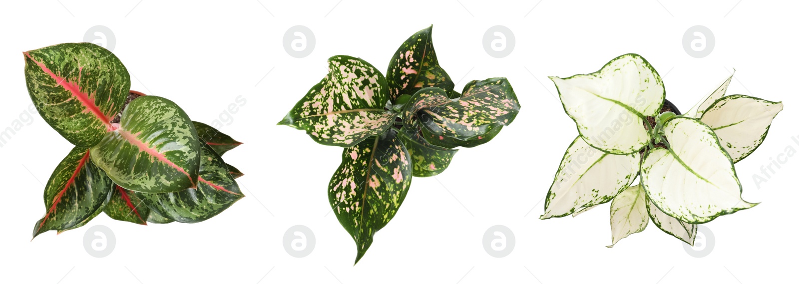 Image of Set of Aglaonema plants for house on white background, top view. Banner design 