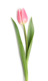 Photo of Beautiful pink spring tulip isolated on white, top view