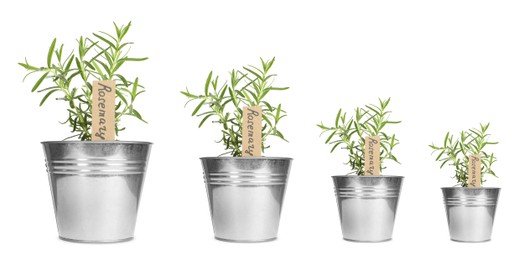 Image of Rosemary growing in pots isolated on white, different sizes