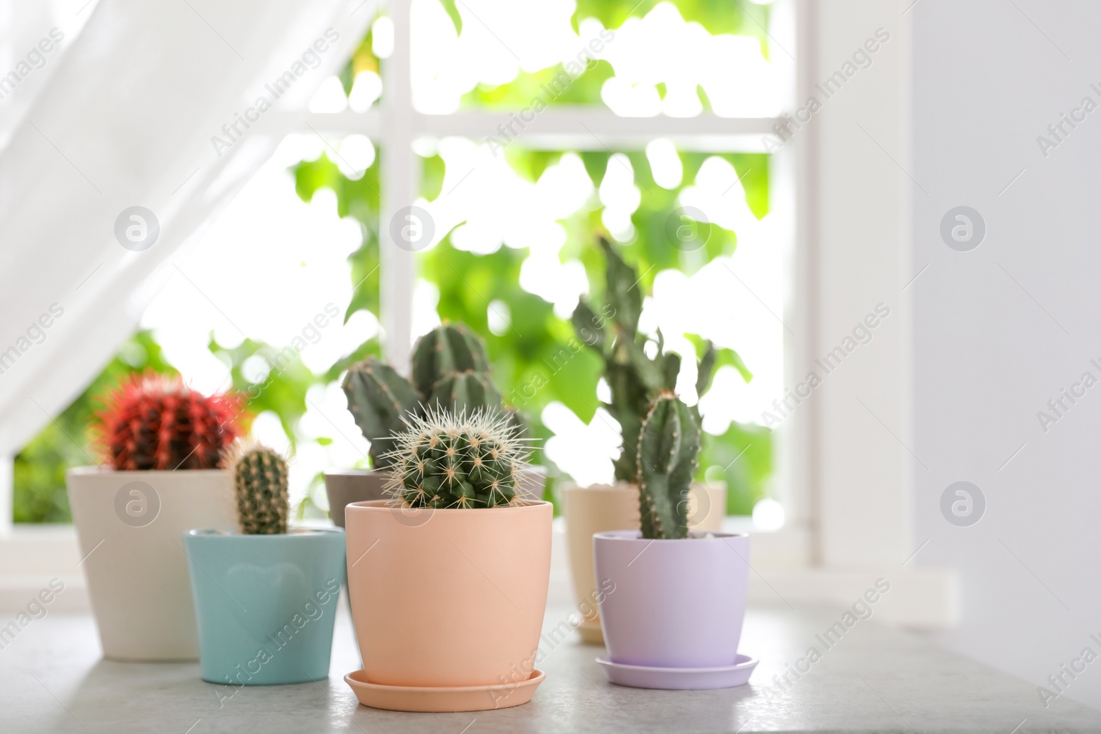 Photo of Beautiful different cacti in pots on windowsill