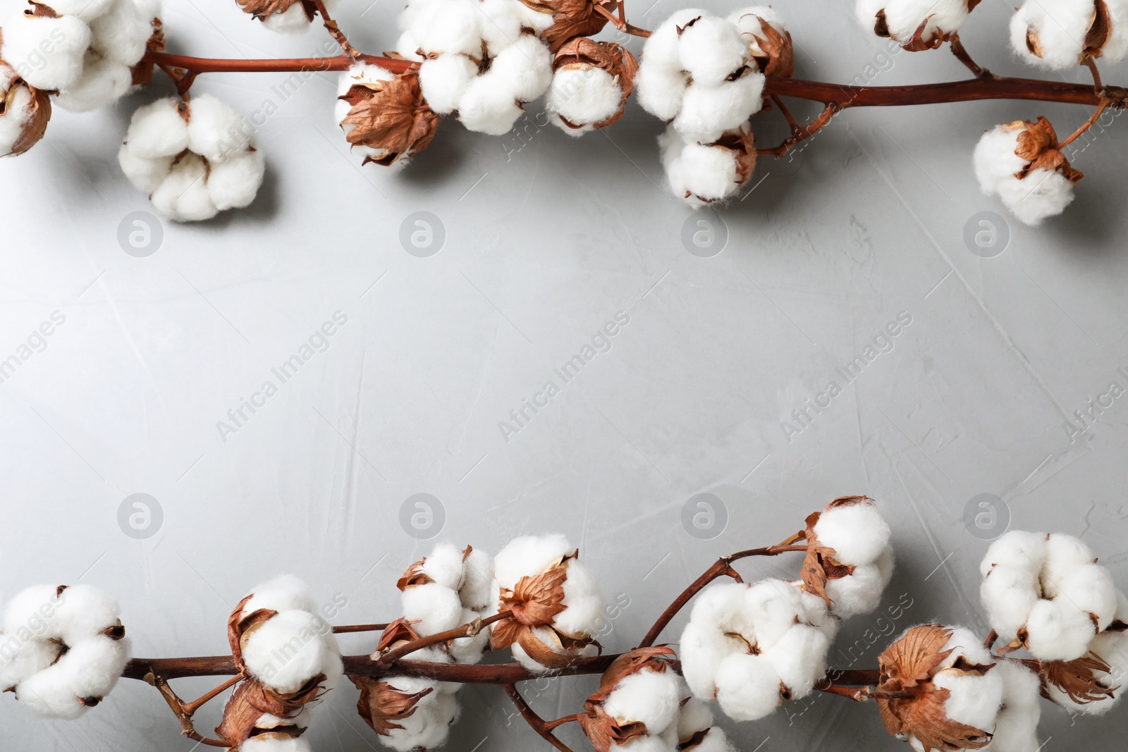 Photo of Frame made with cotton flowers on light grey stone background, top view. Space for text