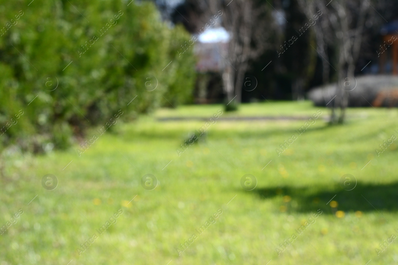 Photo of Blurred view of park on sunny day