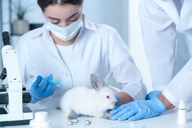 Scientists working with rabbit in chemical laboratory. Animal testing