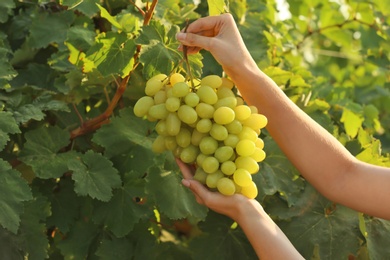 Woman holding bunch of fresh ripe juicy grapes in vineyard, closeup