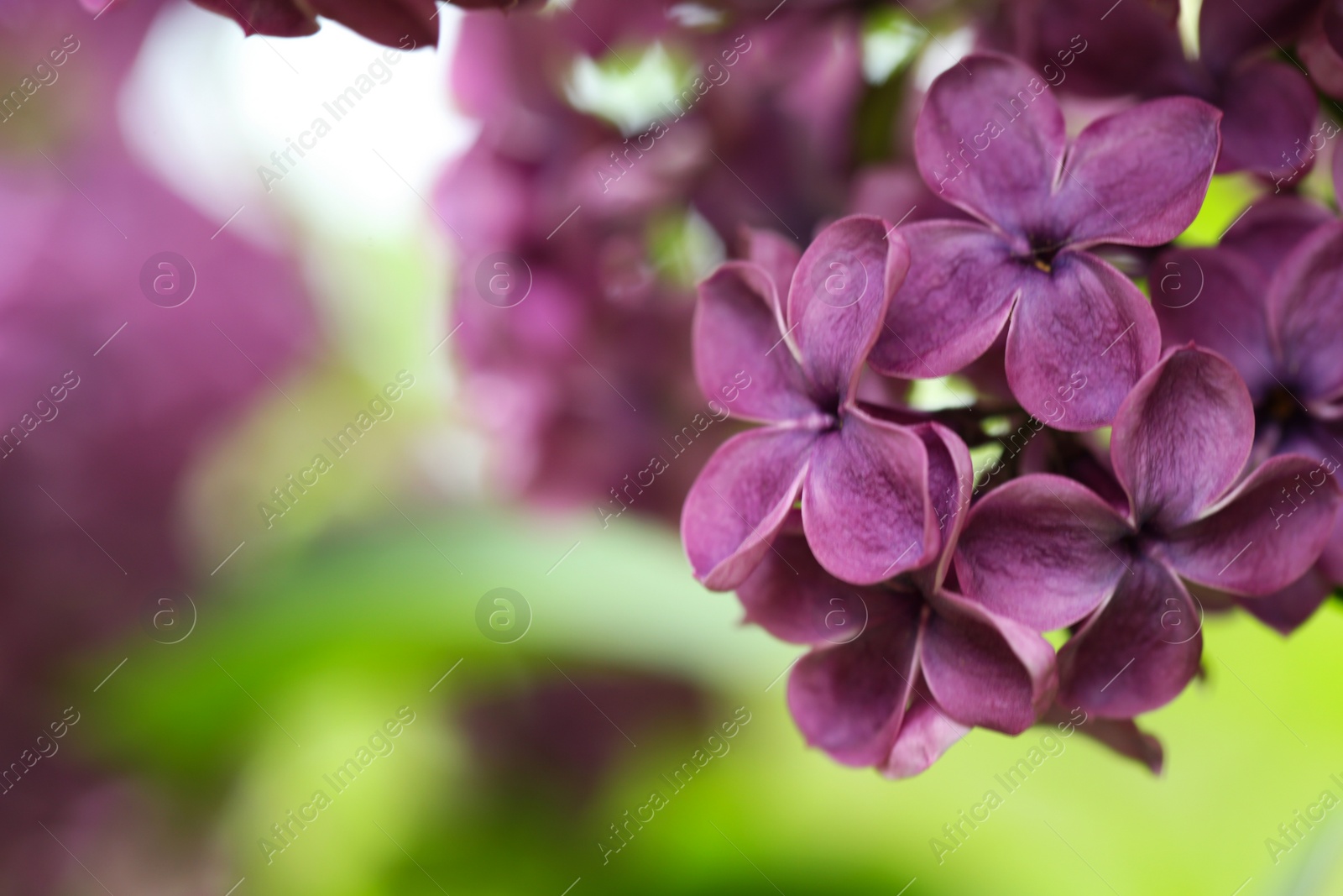 Photo of Beautiful blossoming lilac flowers on blurred background, closeup. Space for text