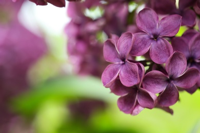 Beautiful blossoming lilac flowers on blurred background, closeup. Space for text