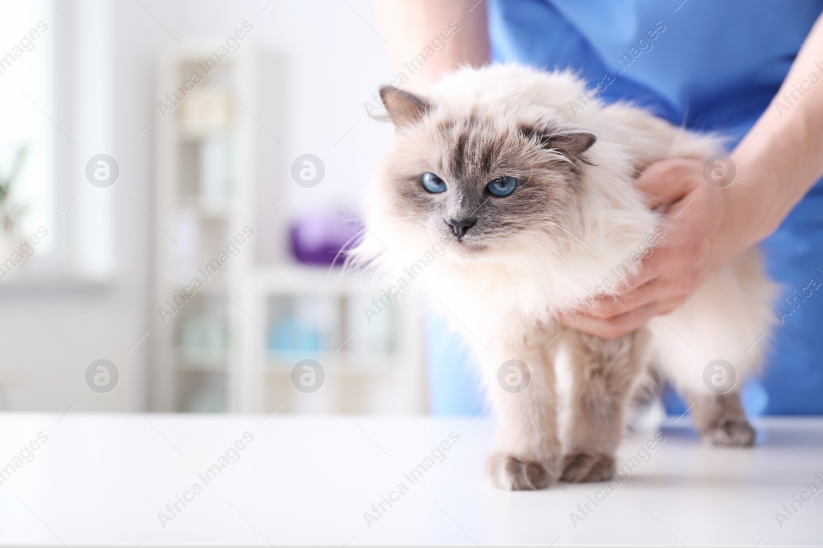 Photo of Young veterinarian examining cat on table in clinic