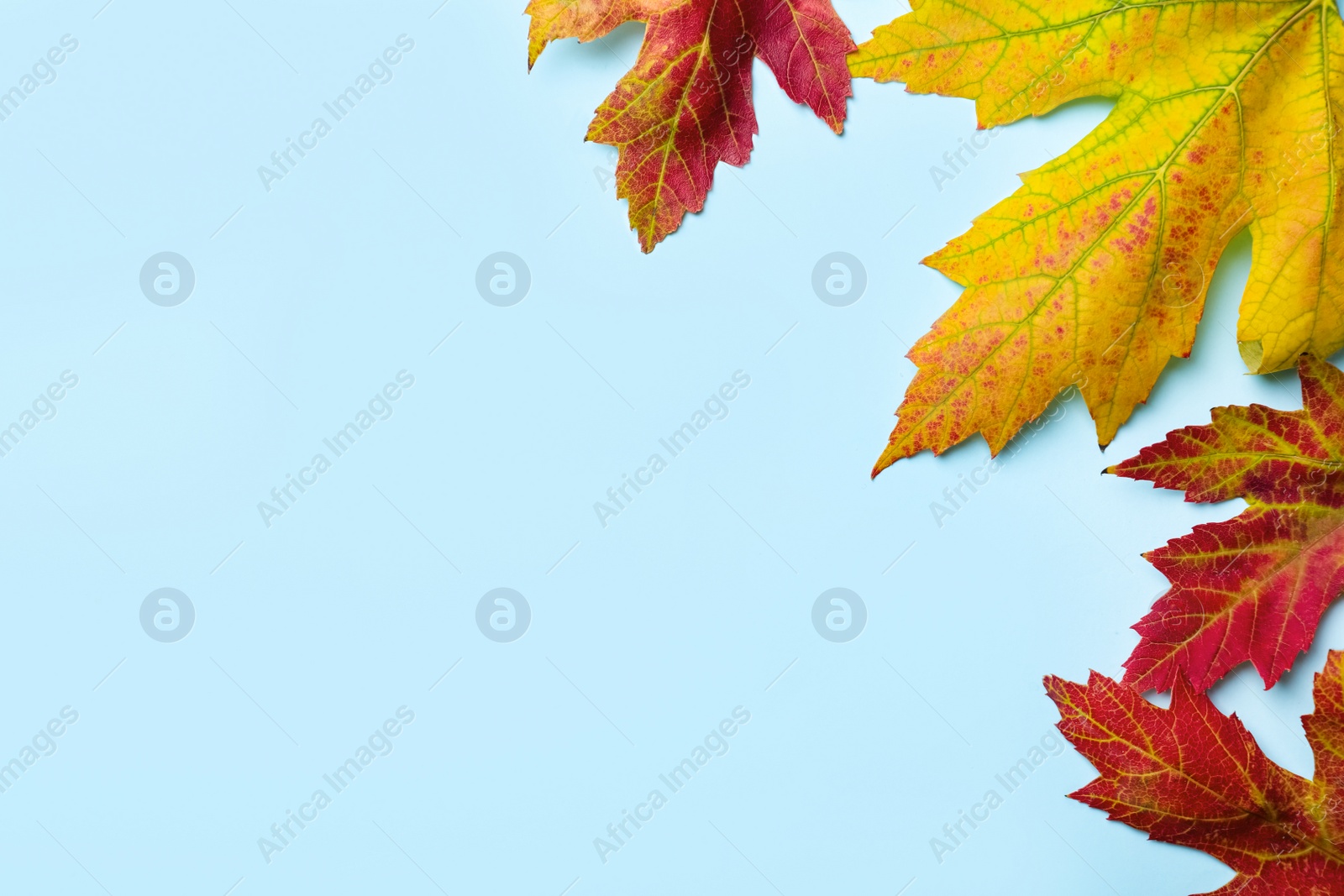 Photo of Colorful autumn leaves on light blue background, flat lay. Space for text