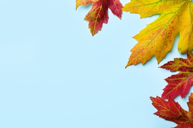 Colorful autumn leaves on light blue background, flat lay. Space for text