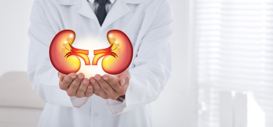 Closeup view of doctor indoors and illustration of kidneys, space for text. Banner design