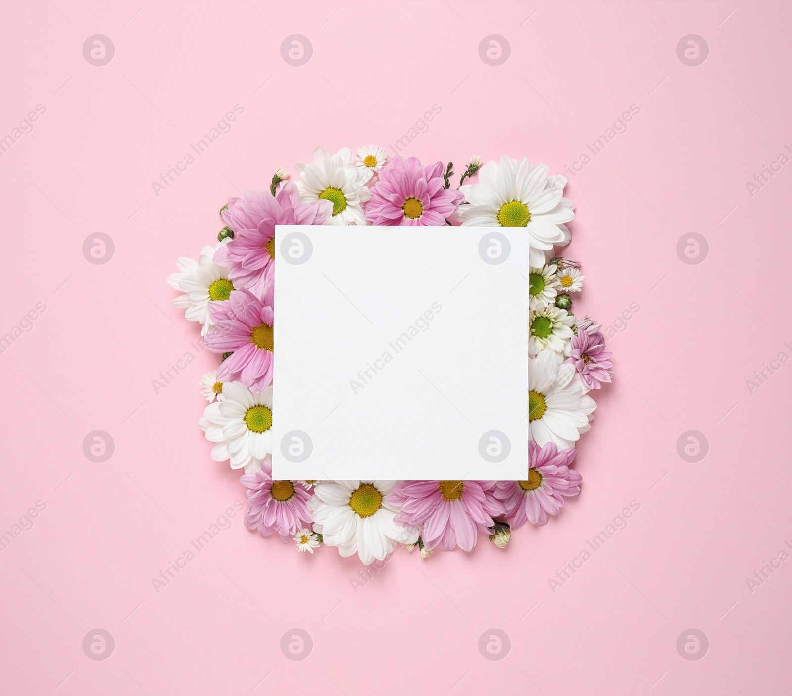 Photo of Beautiful chamomile flowers and paper card on pink background, flat lay with space for text