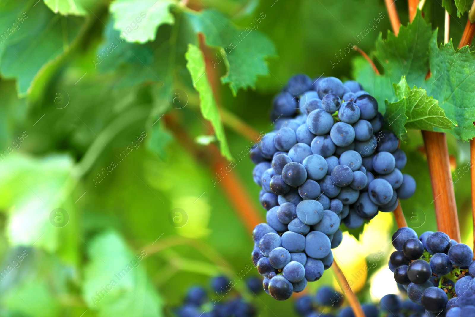 Photo of Fresh ripe juicy grapes growing in vineyard