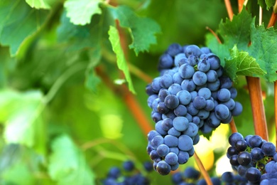 Photo of Fresh ripe juicy grapes growing in vineyard