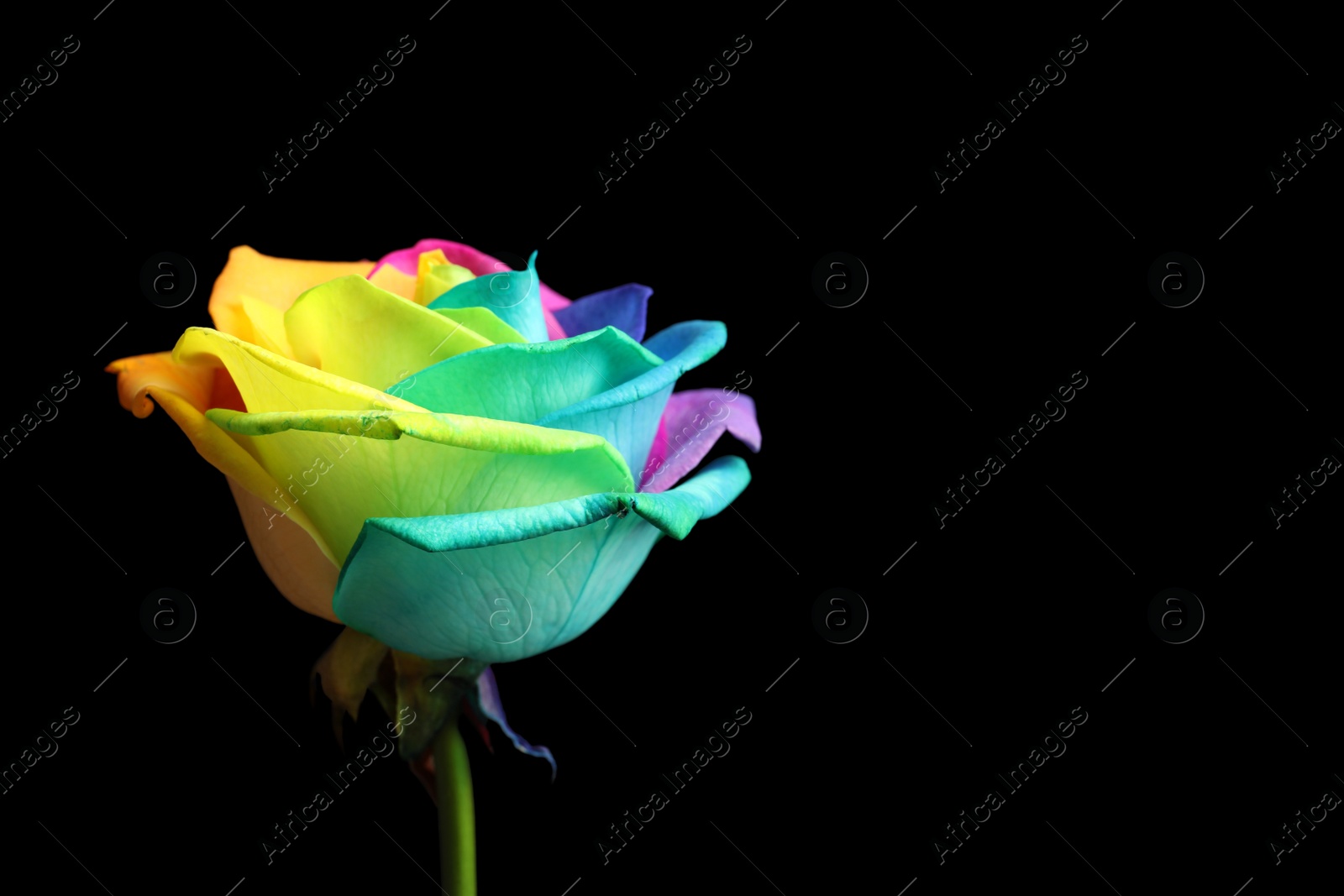 Photo of Amazing rainbow rose flower on black background