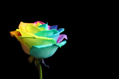 Photo of Amazing rainbow rose flower on black background