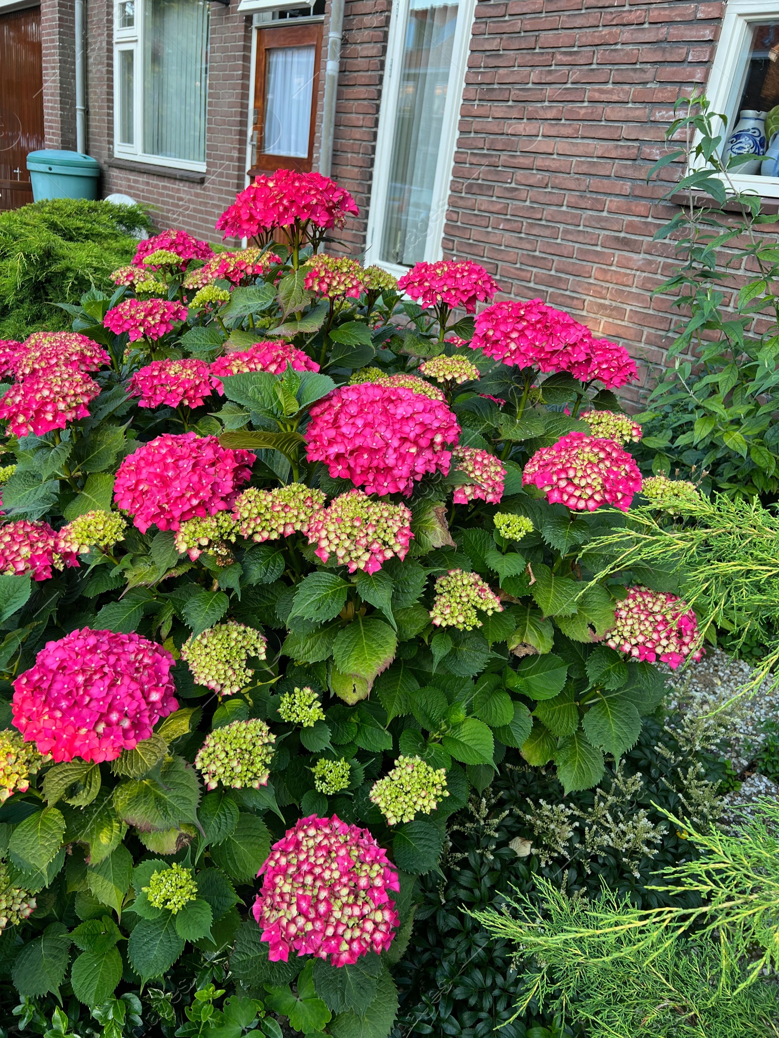 Photo of Hortensia plant with beautiful flowers growing outdoors