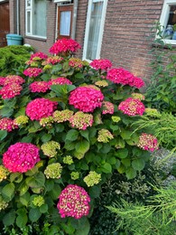 Photo of Hortensia plant with beautiful flowers growing outdoors