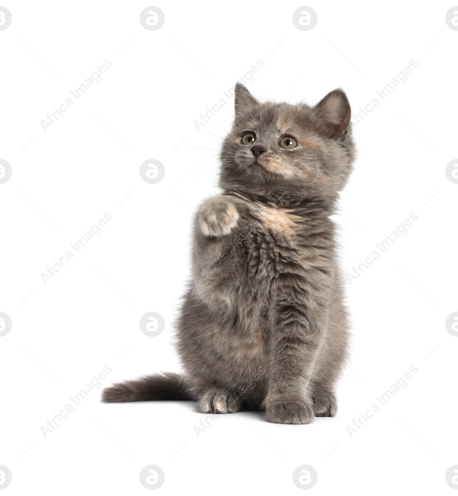 Photo of Cute fluffy kitten on light grey background. Space for text