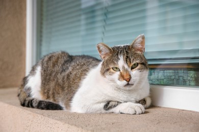 Photo of Lonely stray cat on windowsill outdoors. Homeless pet