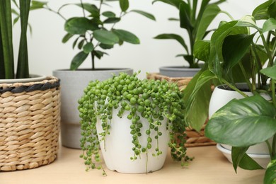 Photo of Many green potted houseplants on wooden table, closeup