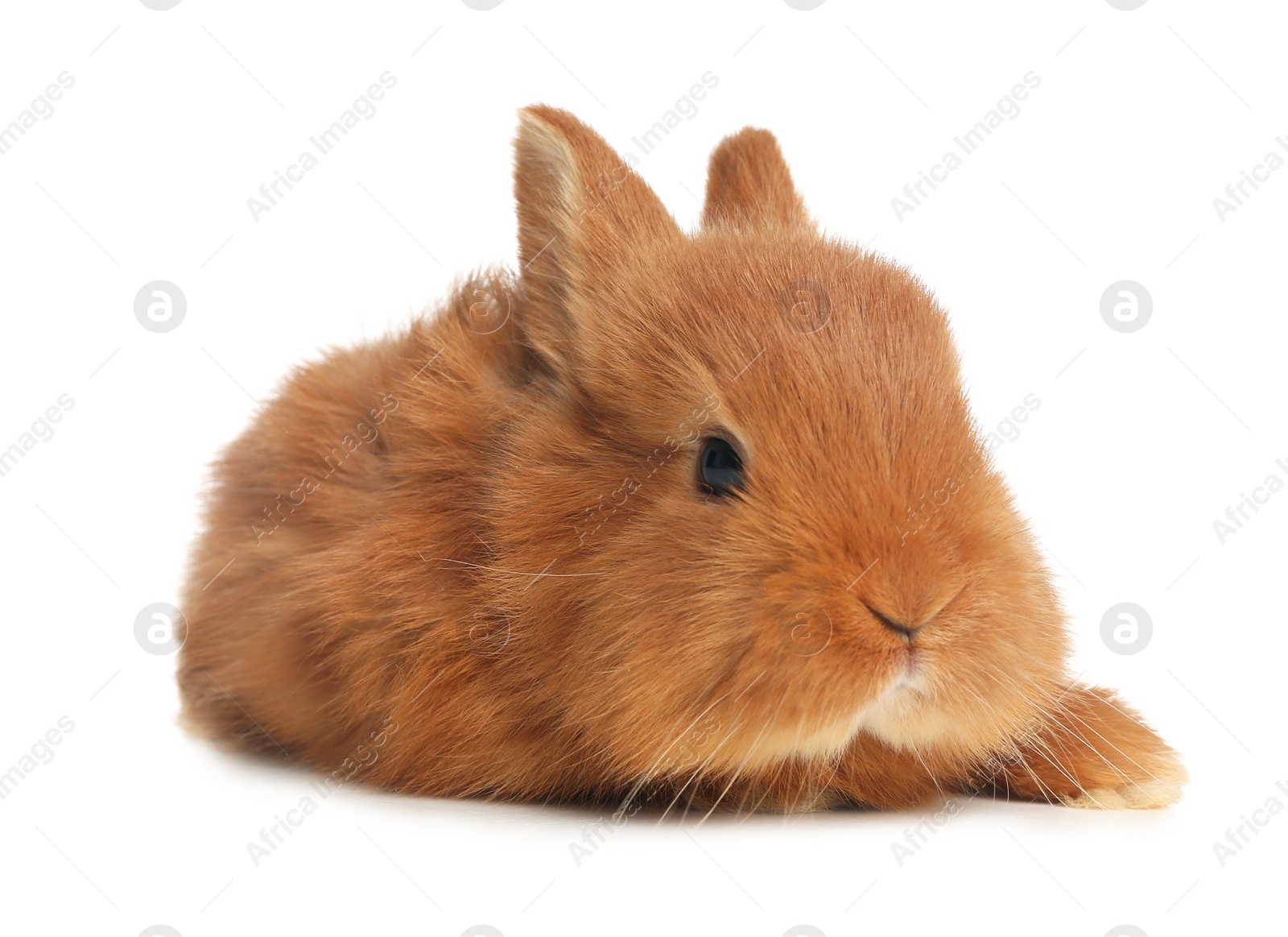 Photo of Adorable fluffy bunny isolated on white. Easter symbol