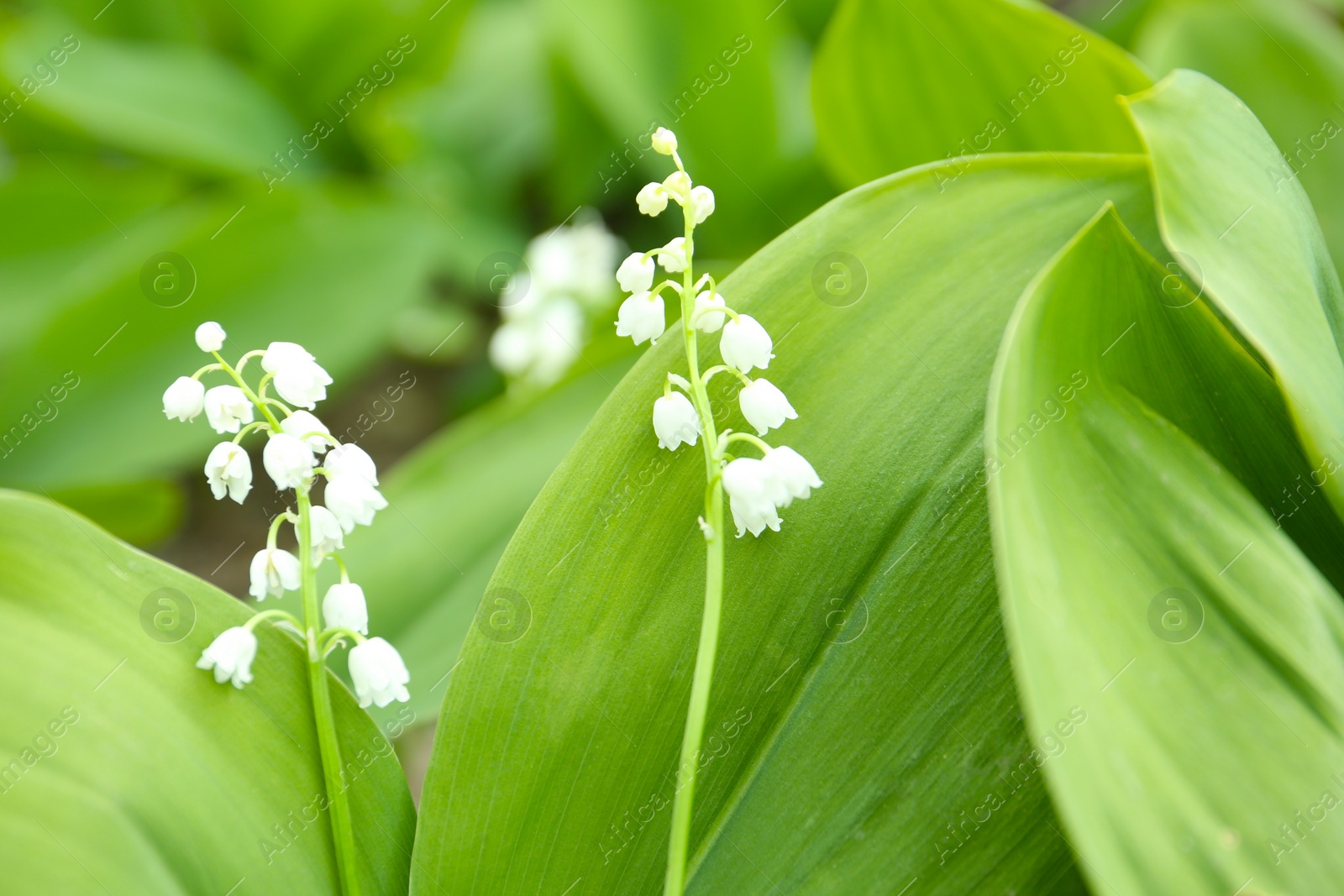 Photo of Beautiful lily of the valley flowers outdoors on spring day, closeup