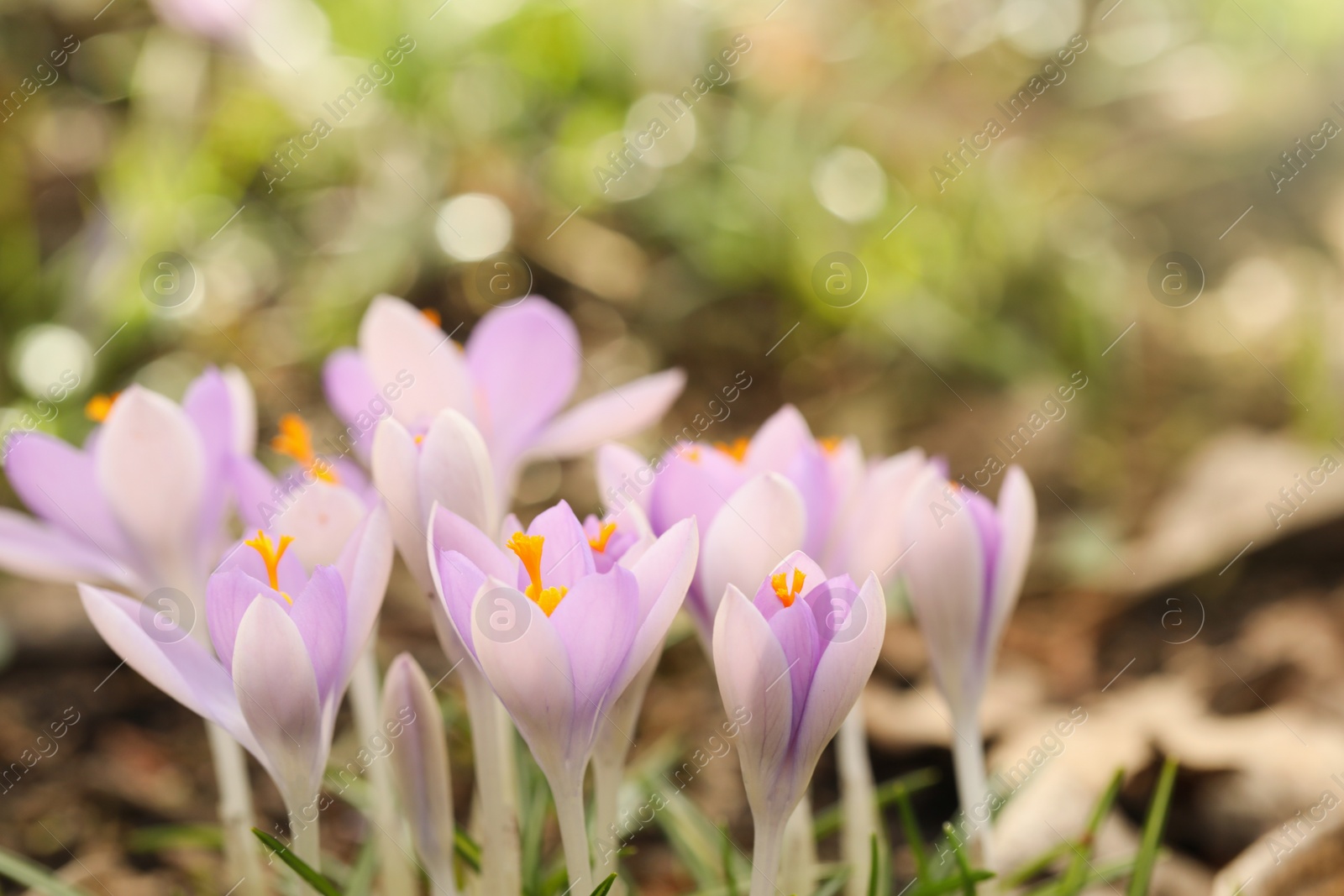 Photo of Beautiful crocus flowers growing outdoors, closeup view