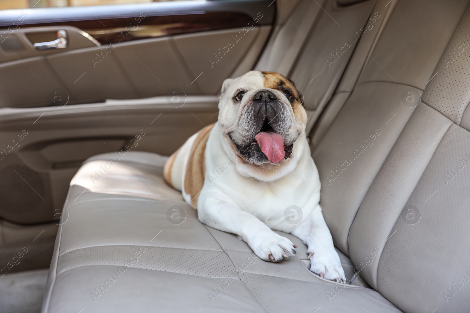 Photo of Adorable funny English bulldog inside modern car