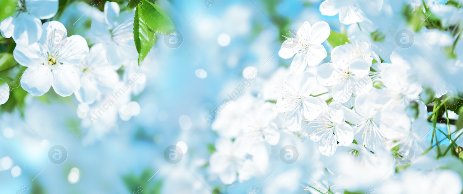 Image of Beautiful cherry tree with tender flowers. Amazing spring blossom
