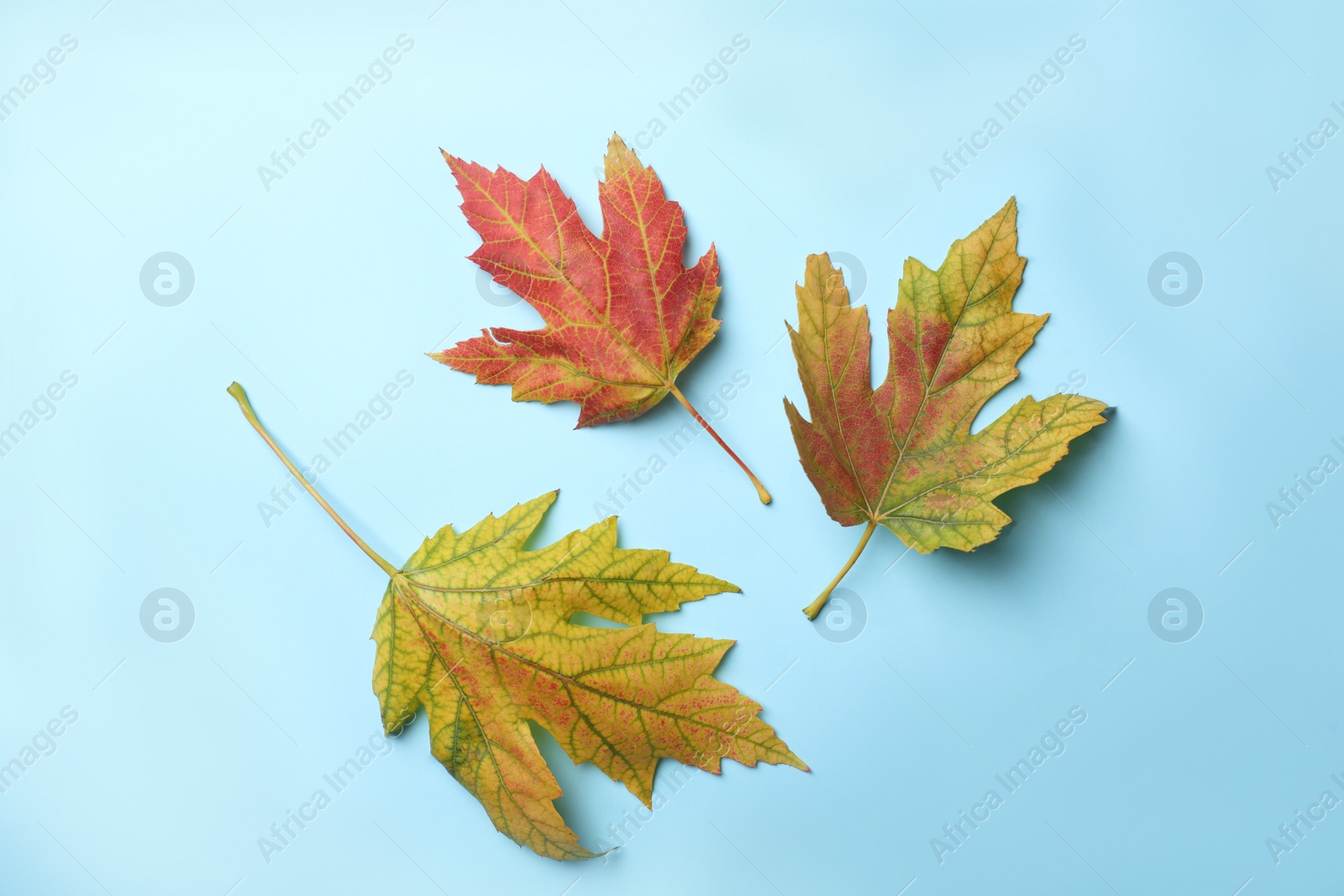 Photo of Colorful autumn leaves on light blue background, flat lay
