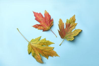 Photo of Colorful autumn leaves on light blue background, flat lay