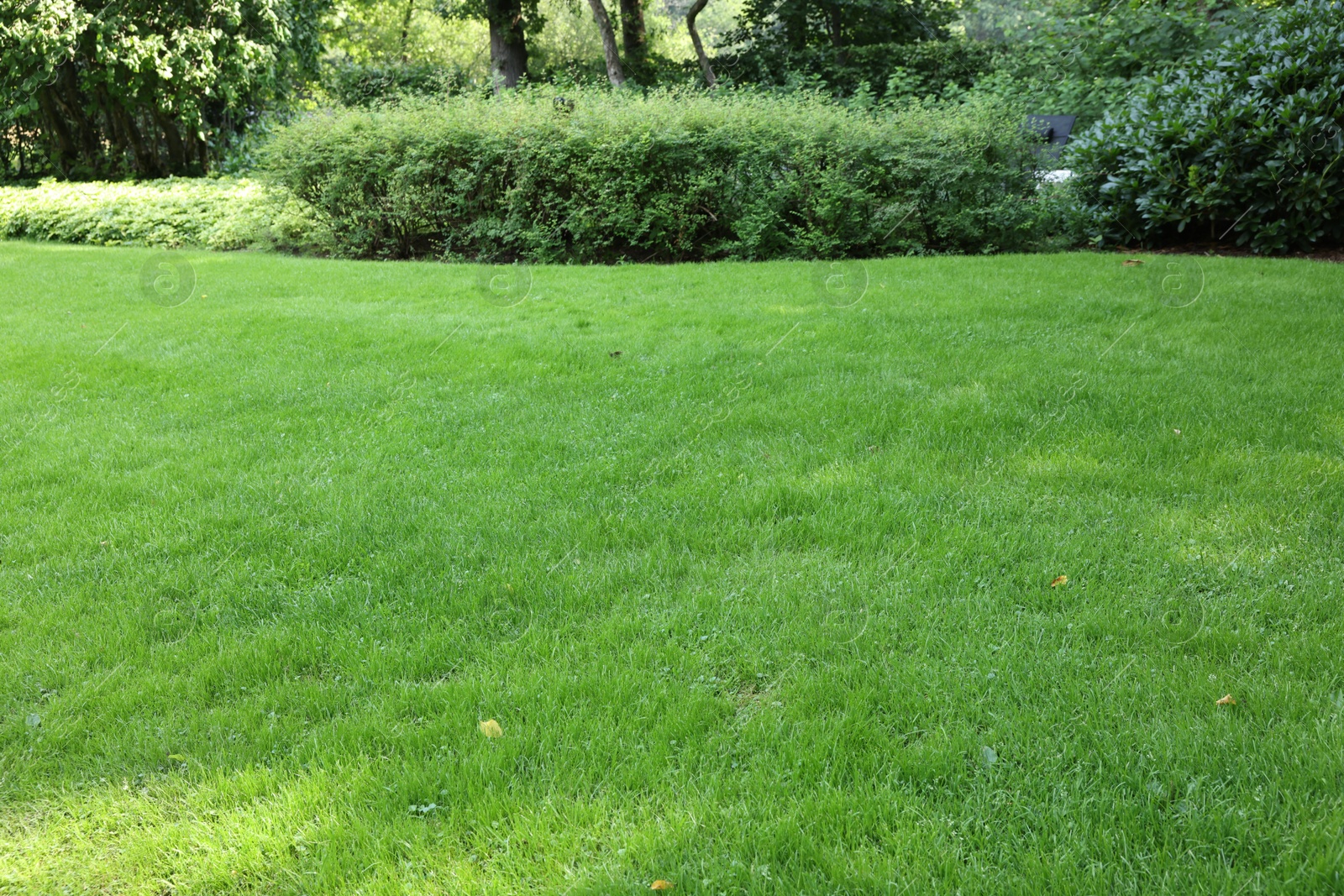 Photo of Beautiful lawn with green grass on sunny day