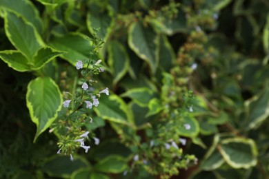 Beautiful calamintha nepeta plant against blurred background, closeup. Space for text