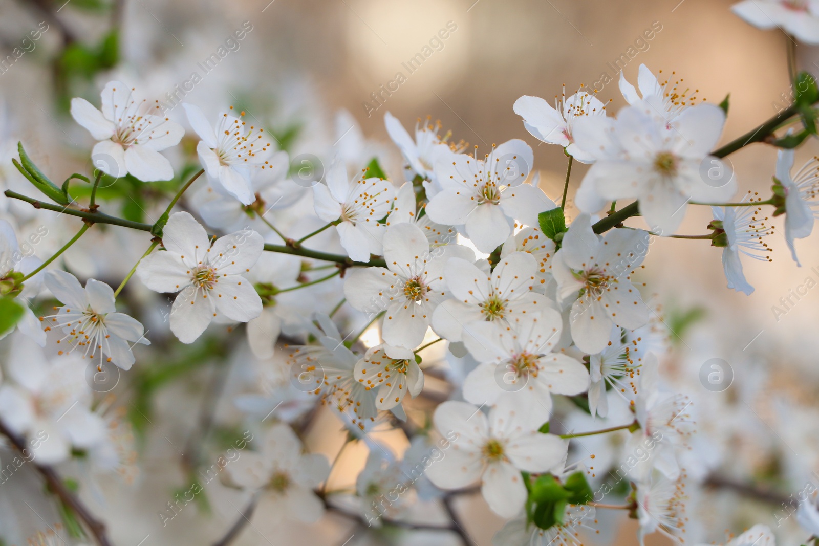 Photo of Cherry tree with white blossoms on blurred background, closeup. Spring season