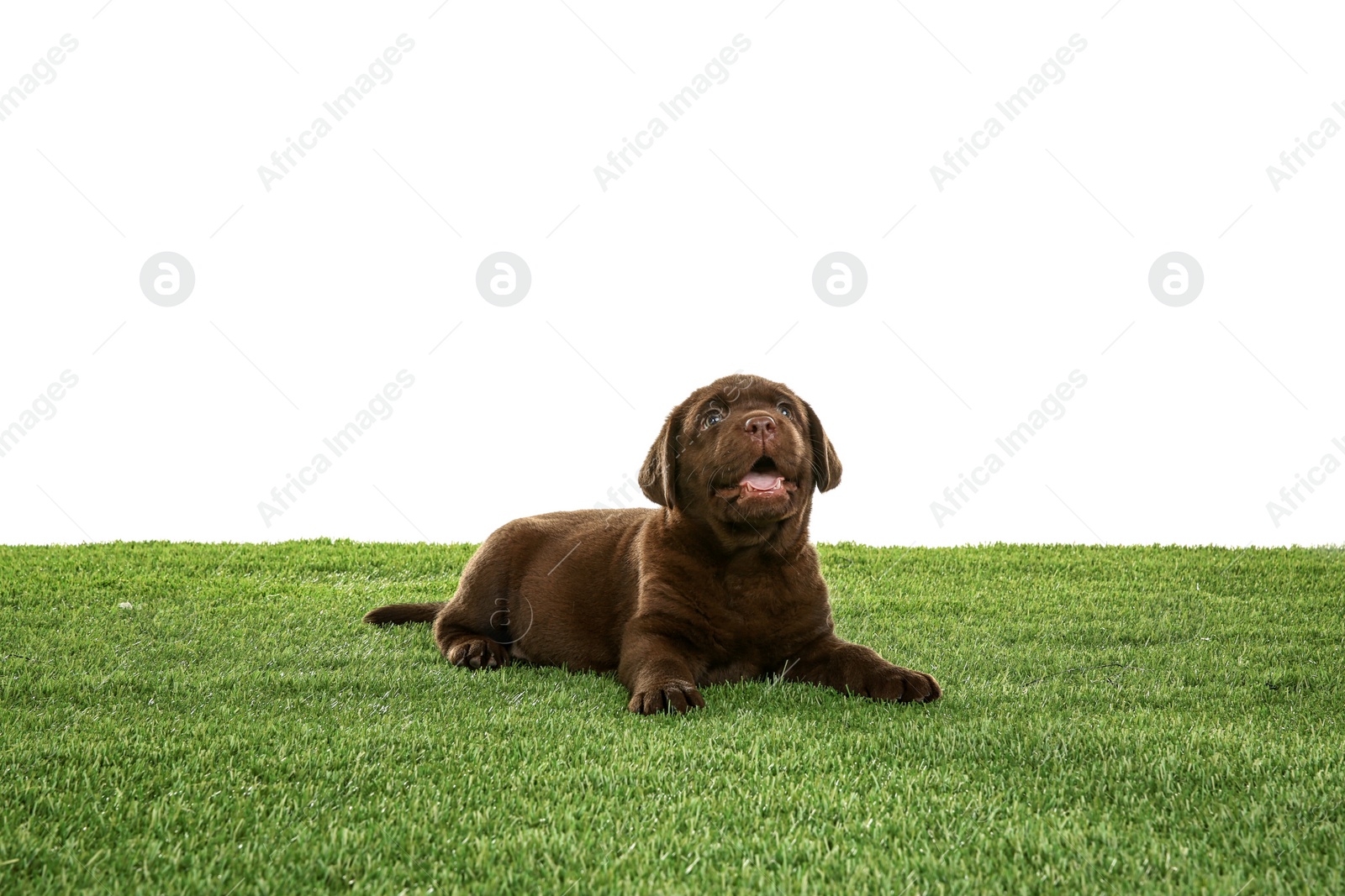 Photo of Chocolate Labrador Retriever puppy on green grass against white background