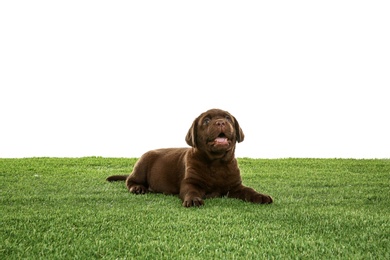 Photo of Chocolate Labrador Retriever puppy on green grass against white background