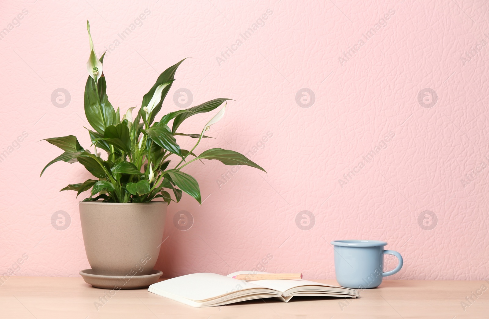 Photo of Potted peace lily plant, cup and notebook on wooden table near color wall. Space for text