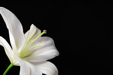 Photo of Beautiful white lily flower on black background, closeup. Space for text