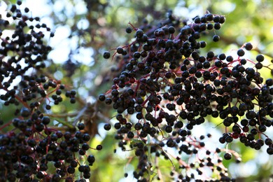 Tasty elderberries (Sambucus) growing on branch in garden