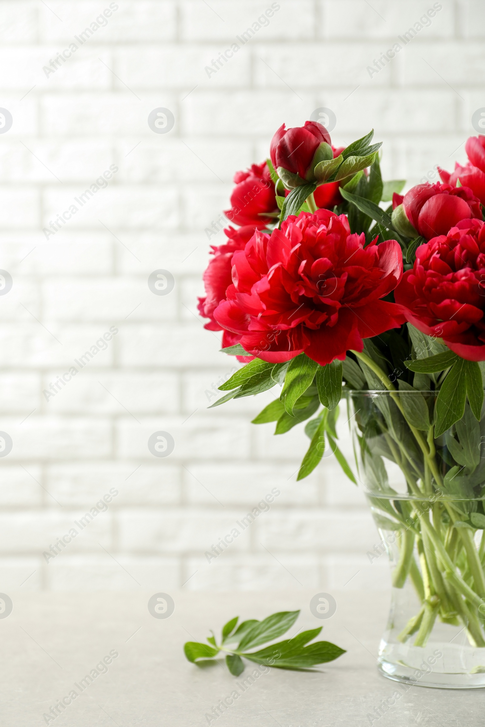 Photo of Vase with beautiful blooming peonies on table near brick wall