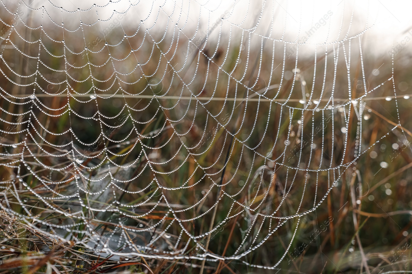 Photo of Closeup view of cobweb with dew drops on meadow