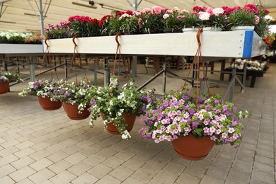 Photo of Different beautiful blooming potted plants in garden center