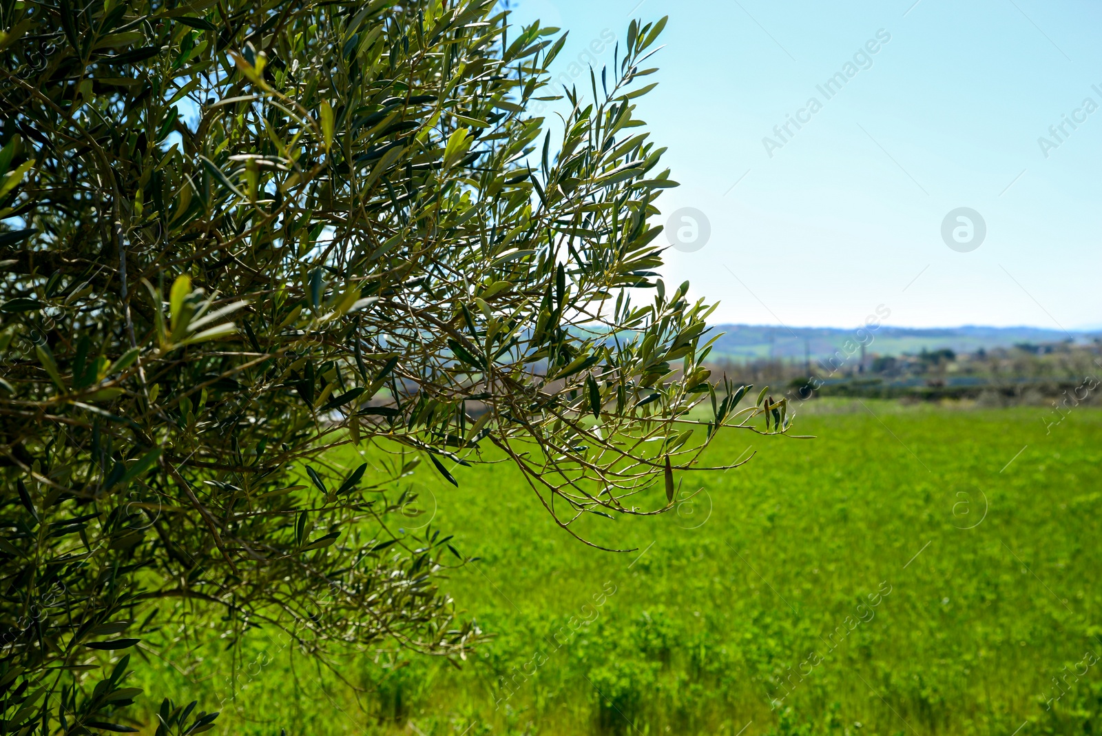 Photo of Olive tree with fresh green leaves outdoors on sunny day