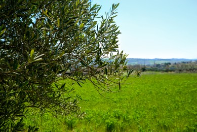 Photo of Olive tree with fresh green leaves outdoors on sunny day