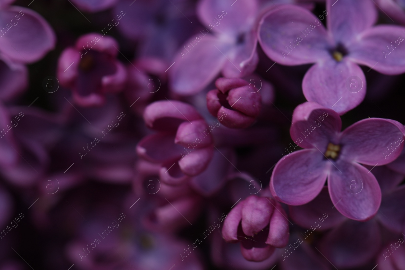 Photo of Closeup view of beautiful blossoming lilac as background